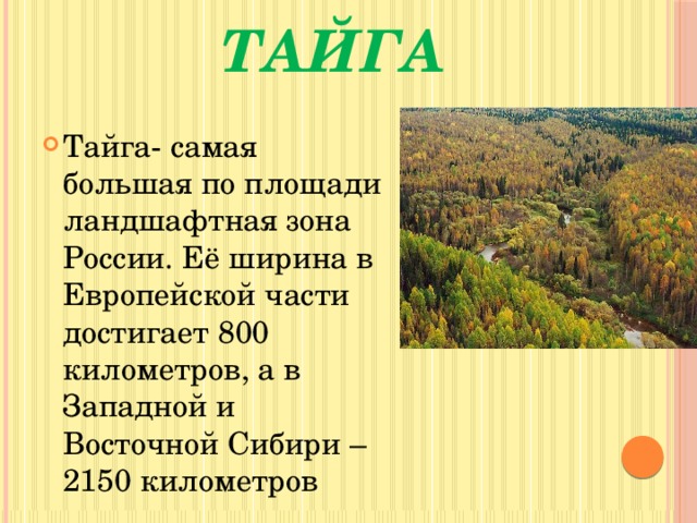 Картинка расположение тайги