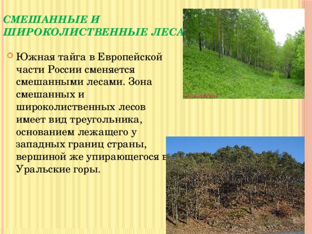 Лесные зоны России (презентация)