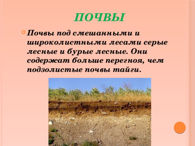 Почвы зоны смешанных лесов в россии. Почвы тайги. Смешанные леса России почвы. Почвы смешанных и широколиственных лесов. Почвы смешанных лесов в России.