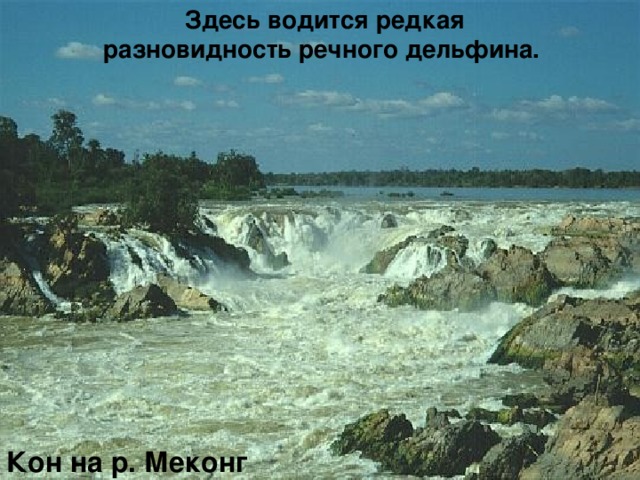  Здесь водится редкая разновидность речного дельфина. Кон на р. Меконг 