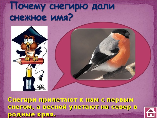 Снегири прилетают к нам с первым снегом, а весной улетают на север в родные края. 