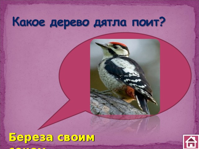 Береза своим соком 