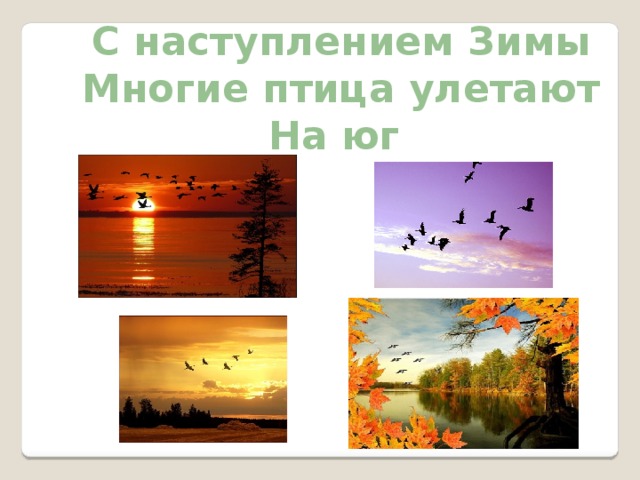 С наступлением Зимы Многие птица улетают На юг 