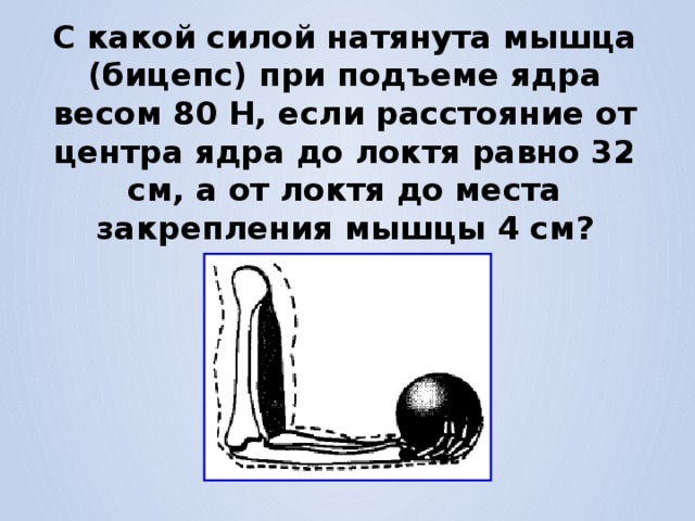 С какой силой натянута мышца (бицепс) при подъеме ядра весом 80 Н,  если расстояние от центра ядра до локтя равно 32 см, а от локтя до места закрепления мышцы 4 см? 