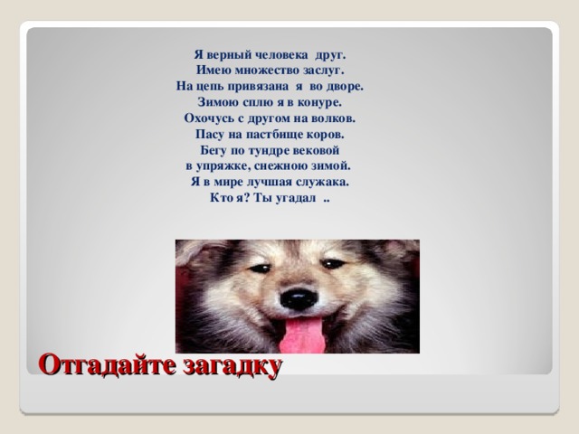 Я верный человека  друг.  Имею множество заслуг.  На цепь привязана я во дворе.  Зимою сплю я в конуре.  Охочусь с другом на волков.  Пасу на пастбище коров.  Бегу по тундре вековой  в упряжке, снежною зимой.  Я в мире лучшая служака.  Кто я? Ты угадал  .. Отгадайте загадку 