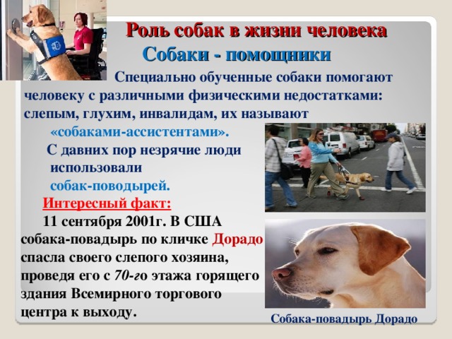 Польза собак