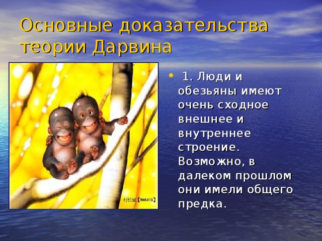 Основные доказательства теории Дарвина  1. Люди и обезьяны имеют очень сходное внешнее и внутреннее строение. Возможно, в далеком прошлом они имели общего предка. 
