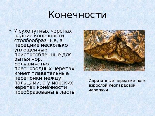 Строение панциря красноухой черепахи. Череп черепахи строение. Особенности строения скелета черепахи. Черепахи отряд пресмыкающихся. Тип конечностей черепах.