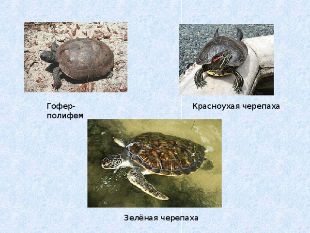 Черепахи 8 класс биология. Черепаха Гофер. Черепахи презентация 7 класс. Древние черепахи презентация. Семейства и отряды черепах.