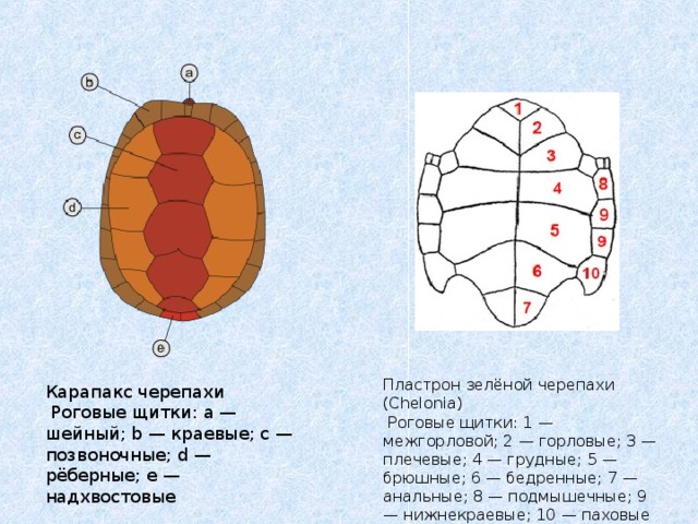 4 ноги роговые щитки