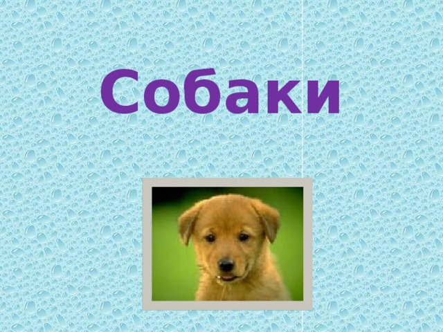 Собаки 