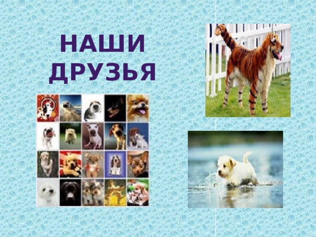 НАШИ ДРУЗЬЯ 