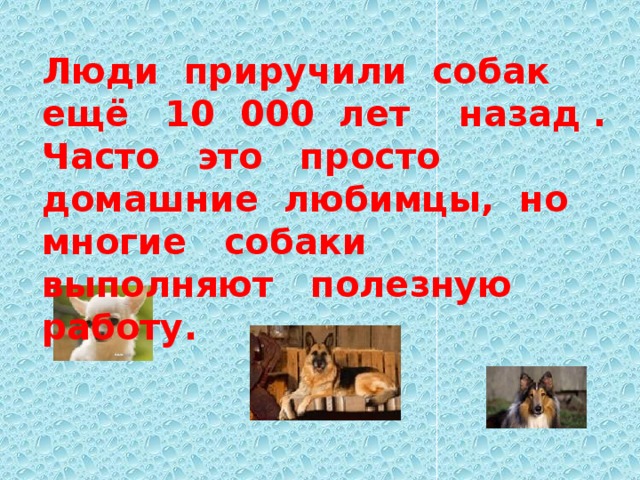 Люди приручили собак ещё 10 000 лет назад . Часто это просто домашние любимцы, но многие собаки выполняют полезную работу. 