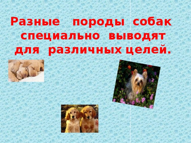 Разные породы собак специально выводят для различных целей. 