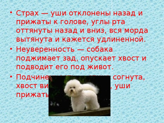 Страх — уши отклонены назад и прижаты к голове, углы рта оттянуты назад и вниз, вся морда вытянута и кажется удлиненной. Неуверенность — собака поджимает зад, опускает хвост и подводит его под живот. Подчиненность — спина согнута, хвост виляет между ног, уши прижаты к голове. 