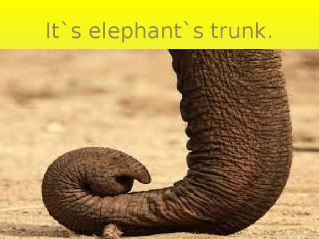 It`s elephant`s trunk. 
