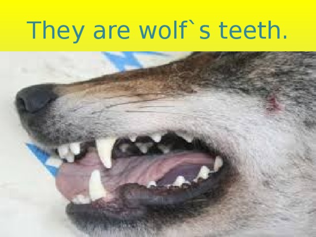 They are wolf`s teeth. 