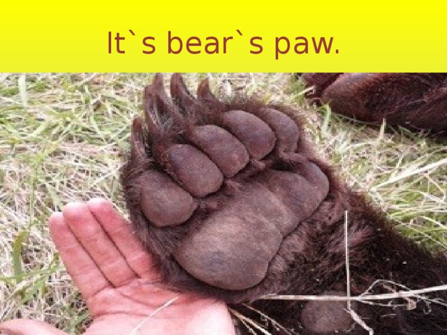 It`s bear`s paw. 