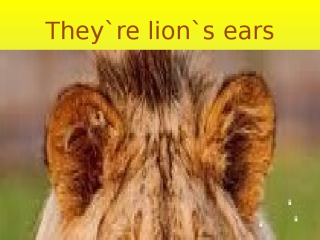 They`re lion`s ears 