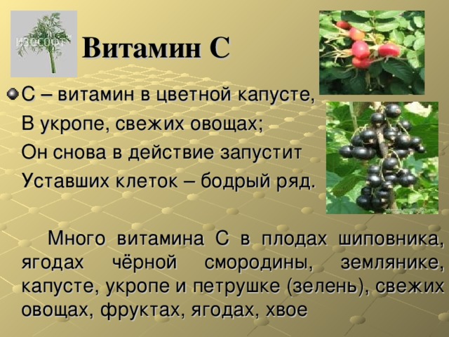 Витамин С С – витамин в цветной капусте,  В укропе, свежих овощах;  Он снова в действие запустит  Уставших клеток – бодрый ряд.  Много витамина С в плодах шиповника, ягодах чёрной смородины, землянике, капусте, укропе и петрушке (зелень), свежих овощах, фруктах, ягодах, хвое  