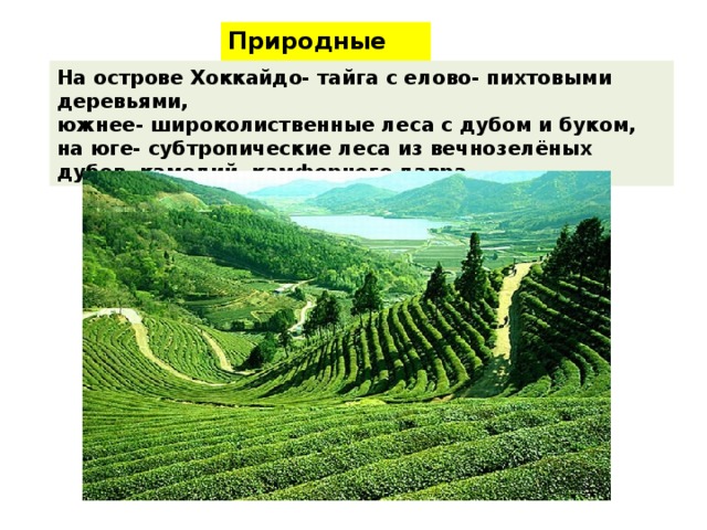 Природные зоны На острове Хоккайдо- тайга с елово- пихтовыми деревьями, южнее- широколиственные леса с дубом и буком, на юге- субтропические леса из вечнозелёных дубов, камелий, камфорного лавра 