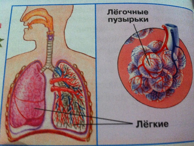 Как работает наш организм 3 класс окружающий мир перспектива презентация