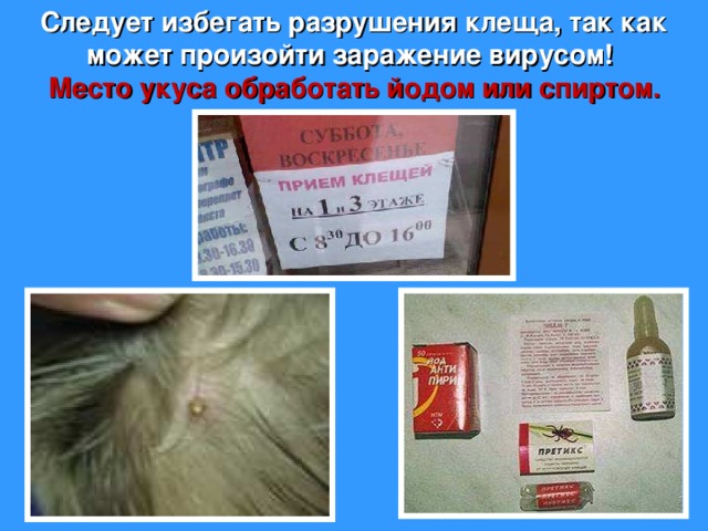 Следует избегать разрушения клеща, так как может произойти заражение вирусом! Место укуса обработать йодом или спиртом. 