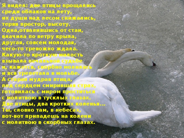 Я видел: две птицы прощались среди облаков на лету, их души над лесом снижались, теряя простор, высоту. Одна,отвалившись от стаи, влачила по ветру крыла, другая, совсем молодая, чего-то тревожно ждала. Какую-то кроткую милость взывала печальной судьбе и, кажется, скорбно молилась и вся трепетала в мольбе. А старая мудрая птица, под сердцем смирившая страх, готовилась с миром проститься с молитвою в тусклых глазах. Две птицы, два кротких коленья... Ты, словно там, в небесах, вот-вот припадешь на колени с молитвою в скорбных глазах.  