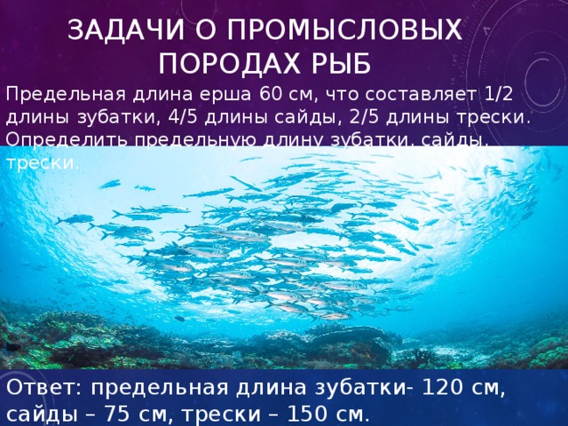 Задачи о промысловых породах рыб Предельная длина ерша 60 см, что составляет 1/2 длины зубатки, 4/5 длины сайды, 2/5 длины трески. Определить предельную длину зубатки, сайды, трески. Ответ: предельная длина зубатки- 120 см, сайды – 75 см, трески – 150 см. 