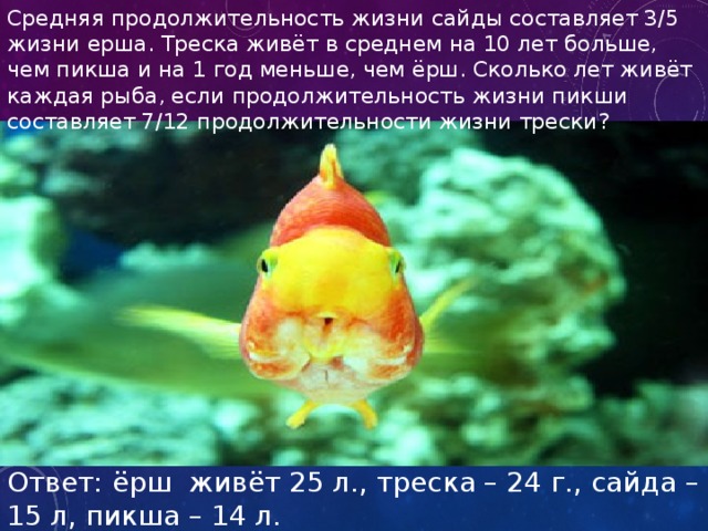 Средняя продолжительность жизни сайды составляет 3/5 жизни ерша. Треска живёт в среднем на 10 лет больше, чем пикша и на 1 год меньше, чем ёрш. Сколько лет живёт каждая рыба, если продолжительность жизни пикши составляет 7/12 продолжительности жизни трески? Ответ: ёрш живёт 25 л., треска – 24 г., сайда – 15 л, пикша – 14 л. 