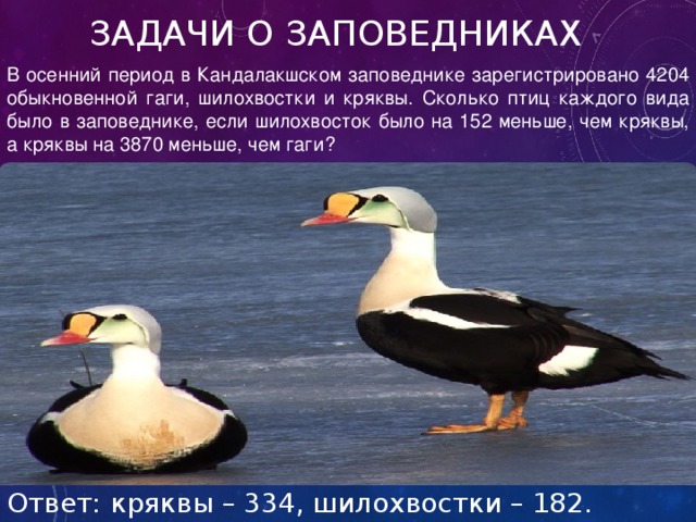 Задачи о заповедниках В осенний период в Кандалакшском заповеднике зарегистрировано 4204 обыкновенной гаги, шилохвостки и кряквы. Сколько птиц каждого вида было в заповеднике, если шилохвосток было на 152 меньше, чем кряквы, а кряквы на 3870 меньше, чем гаги? Ответ: кряквы – 334, шилохвостки – 182. 