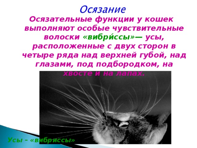 Осязательные функции у кошек выполняют особые чувствительные волоски «вибри́ссы»— усы, расположенные с двух сторон в четыре ряда над верхней губой, над глазами, под подбородком, на хвосте и на лапах. Усы – «вибриссы»  