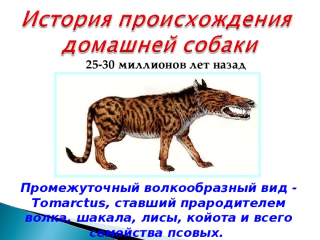 25-30 миллионов лет назад  Промежуточный волкообразный вид - Tomarctus, ставший прародителем волка, шакала, лисы, койота и всего семейства псовых. 