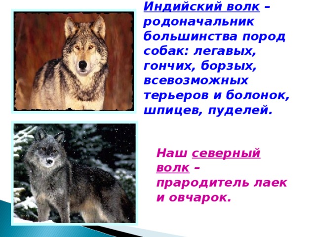 Индийский волк – родоначальник большинства пород собак: легавых, гончих, борзых, всевозможных терьеров и болонок, шпицев, пуделей. Наш северный волк – прародитель лаек и овчарок. 