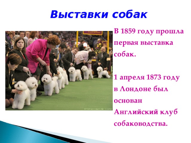 Выставки собак В 1859 году прошла первая выставка собак.  1 апреля 1873 году в Лондоне был основан Английский клуб собаководства. 