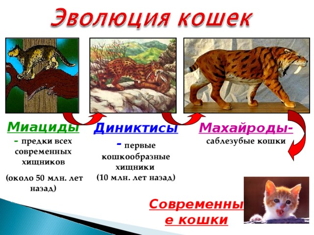 Миациды  – предки всех современных хищников  (около 50 млн. лет назад) Диниктисы -  первые кошкообразные хищники Махайроды- саблезубые кошки (10 млн. лет назад) Современные кошки 