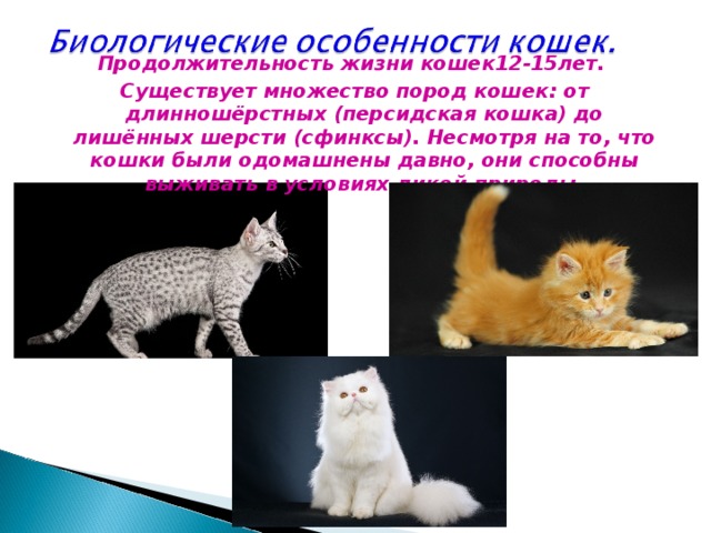 Продолжительность жизни кошек. Продолжительность жизни кошачьих. Продолжительность жизни пород кошек. Длительность жизни кошек. Кошка Продолжительность жизни Продолжительность.