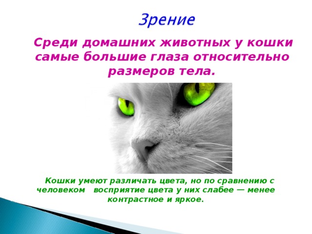  Среди домашних животных у кошки самые большие глаза относительно размеров тела. Кошки умеют различать цвета, но по сравнению с человеком восприятие цвета у них слабее — менее контрастное и яркое.  