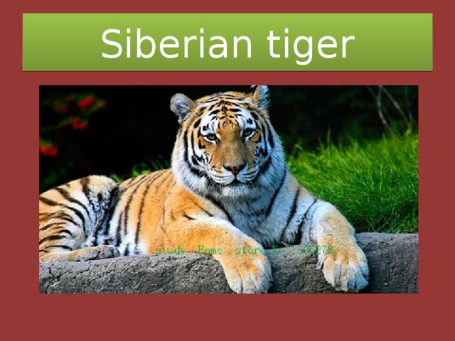 Siberian tiger 
