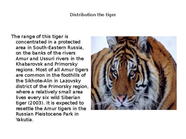  Distribution the tiger    The range of this tiger is concentrated in a protected area in South-Eastern Russia, on the banks of the rivers Amur and Ussuri rivers in the Khabarovsk and Primorsky regions. Most of all Amur tigers are common in the foothills of the Sikhote-Alin in Lazovsky district of the Primorsky region, where a relatively small area lives every six wild Siberian tiger (2003). It is expected to resettle the Amur tigers in the Russian Pleistocene Park in Yakutia. 