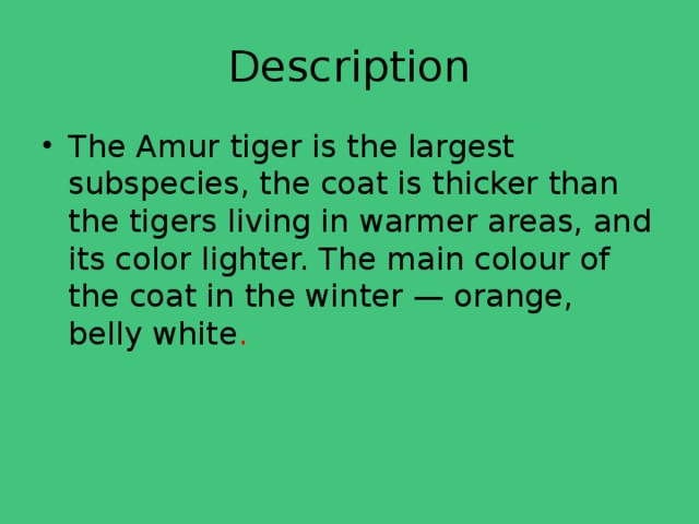 Description The Amur tiger is the largest subspecies, the coat is thicker than the tigers living in warmer areas, and its color lighter. The main colour of the coat in the winter — orange, belly white .   