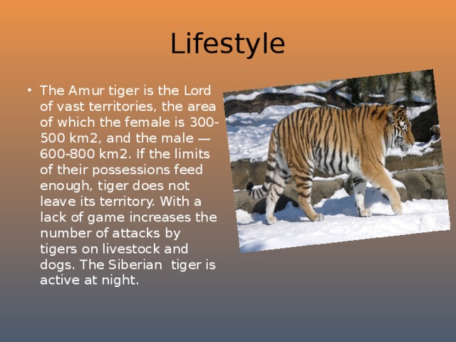 Lifestyle The Amur tiger is the Lord of vast territories, the area of which the female is 300-500 km2, and the male — 600-800 km2. If the limits of their possessions feed enough, tiger does not leave its territory. With a lack of game increases the number of attacks by tigers on livestock and dogs. The Siberian tiger is active at night. 