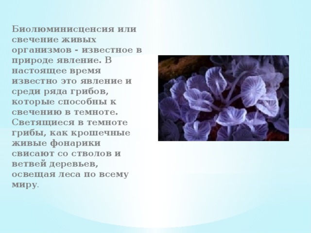 Биолюминисценсия или свечение живых организмов - известное в природе явление. В настоящее время известно это явление и среди ряда грибов, которые способны к свечению в темноте. Светящиеся в темноте грибы, как крошечные живые фонарики свисают со стволов и ветвей деревьев, освещая леса по всему миру . 