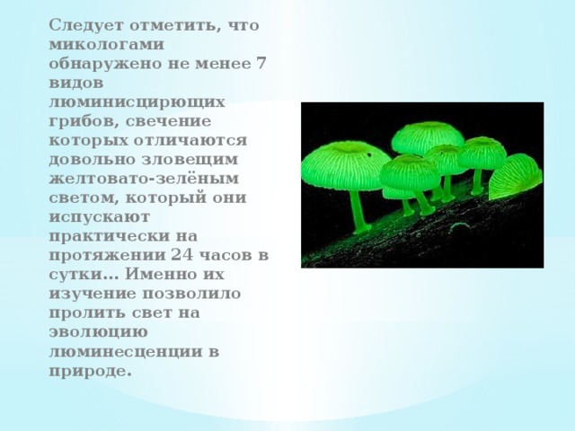Следует отметить, что микологами обнаружено не менее 7 видов люминисцирющих грибов, свечение которых отличаются довольно зловещим желтовато-зелёным светом, который они испускают практически на протяжении 24 часов в сутки... Именно их изучение позволило пролить свет на эволюцию люминесценции в природе. 