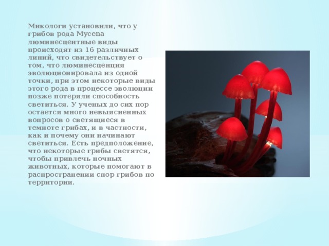 Микологи установили, что у грибов рода Mycena люминесцентные виды происходят из 16 различных линий, что свидетельствует о том, что люминесценция эволюционировала из одной точки, при этом некоторые виды этого рода в процессе эволюции позже потеряли способность светиться. У ученых до сих пор остается много невыясненных вопросов о светящиеся в темноте грибах, и в частности, как и почему они начинают светиться. Есть предположение, что некоторые грибы светятся, чтобы привлечь ночных животных, которые помогают в распространении спор грибов по территории.    