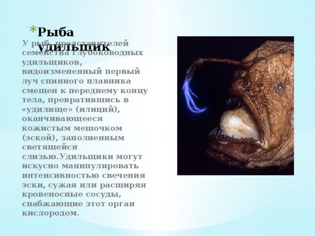 Рыба удильщик У рыб, представителей семейства глубоководных удильщиков, видоизмененный первый луч спинного плавника смещен к переднему концу тела, превратившись в «удилище» (илиций), оканчивающееся кожистым мешочком (эской), заполненным светящейся слизью.Удильщики могут искусно манипулировать интенсивностью свечения эски, сужая или расширяя кровеносные сосуды, снабжающие этот орган кислородом. 