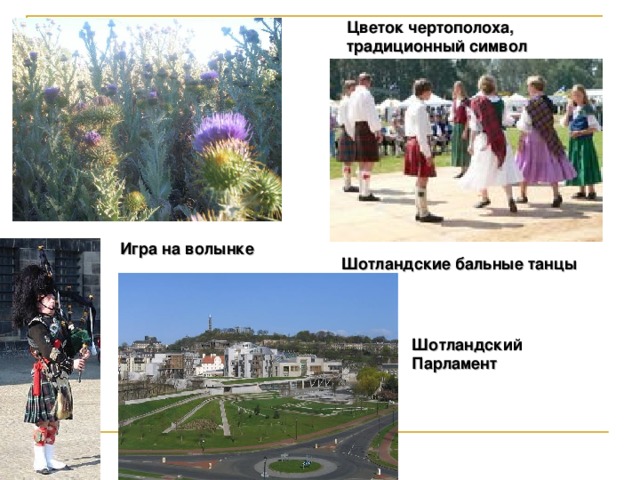 Цветок чертополоха, традиционный символ Шотландии Игра на волынке Шотландские бальные танцы Шотландский Парламент 33 
