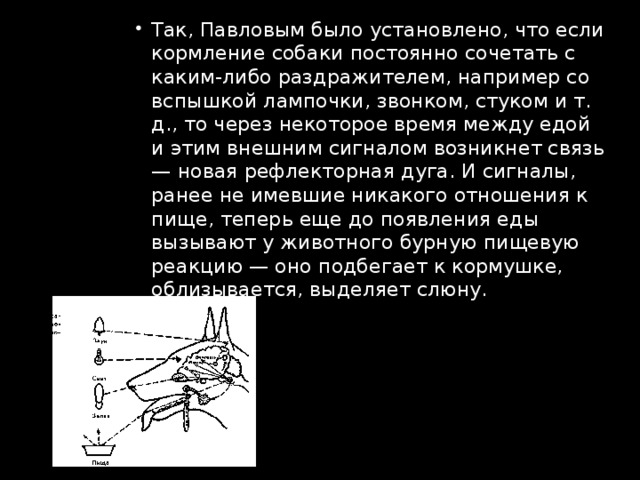 Так, Павловым было установлено, что если кормление собаки постоянно сочетать с каким-либо раздражителем, например со вспышкой лампочки, звонком, стуком и т. д., то через некоторое время между едой и этим внешним сигналом возникнет связь — новая рефлекторная дуга. И сигналы, ранее не имевшие никакого отношения к пище, теперь еще до появления еды вызывают у животного бурную пищевую реакцию — оно подбегает к кормушке, облизывается, выделяет слюну. 