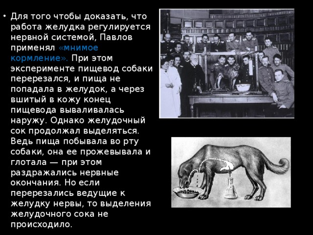 Эксперимент краткое содержание. .Эксперименты с «собакой Павлова», 1904 год.