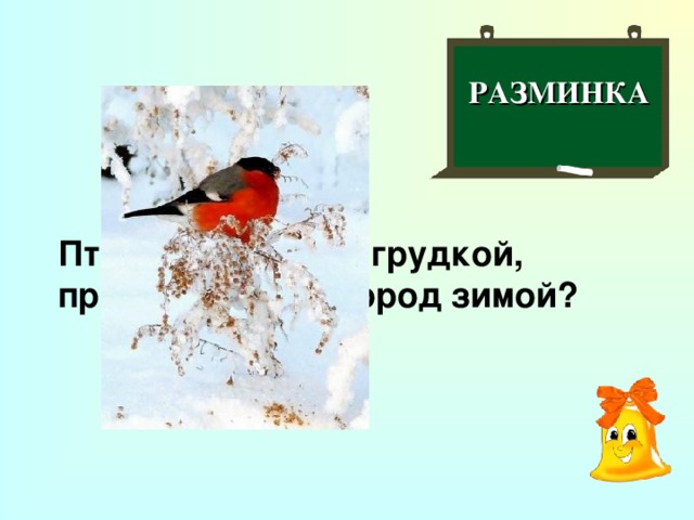 РАЗМИНКА  Птичка с красной грудкой, прилетающая в город зимой?